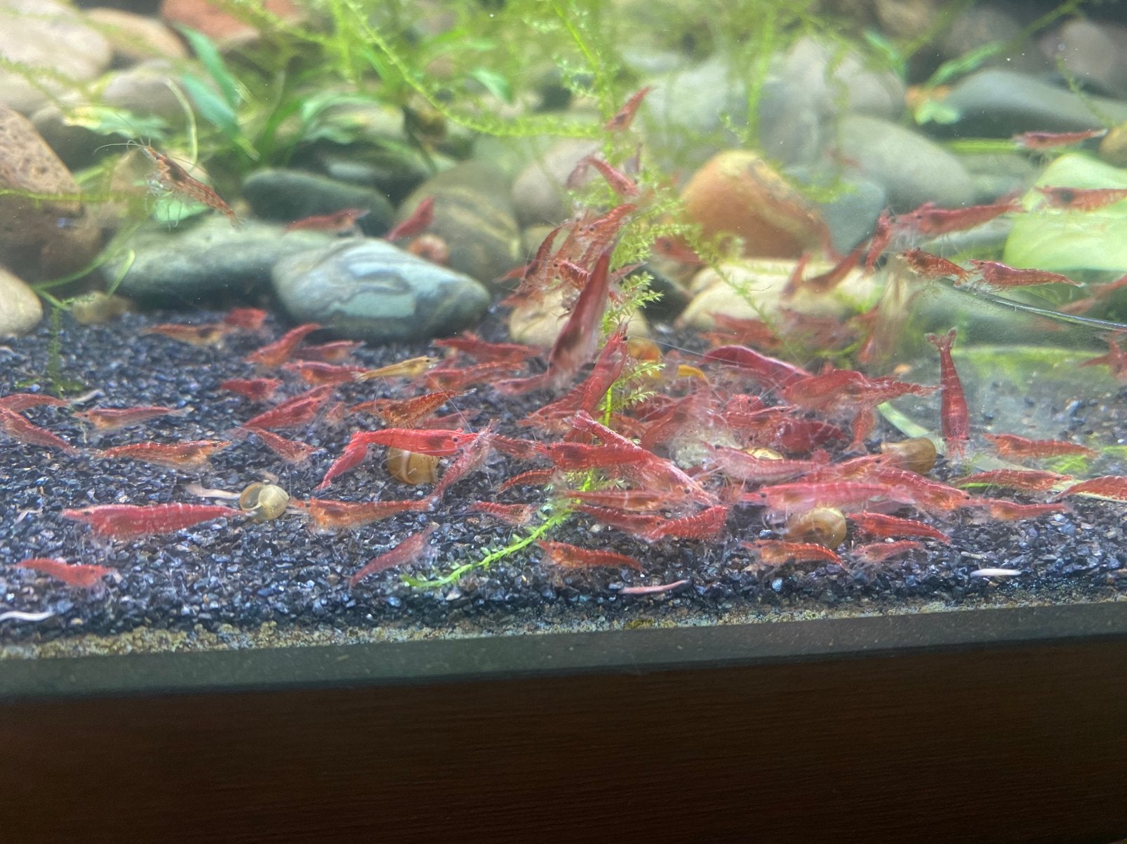 Garnaaltjes, Kreeft, Krab of Garnaal, Zoetwatervis