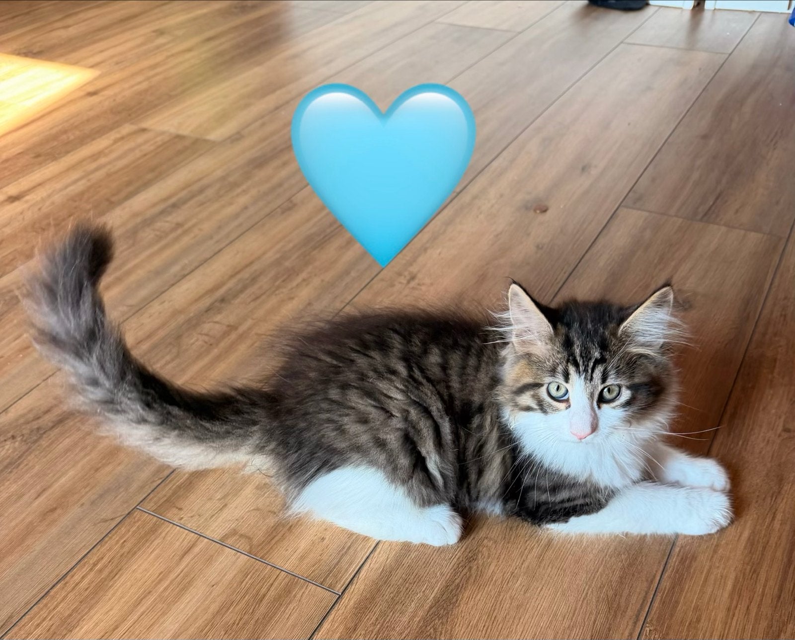 Main coon kitten, Poes, Langharig, 0 tot 2 jaar