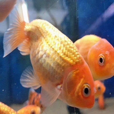Buffelrug goudvis, Dieren en Toebehoren, Vissen | Aquariumvissen, Vis