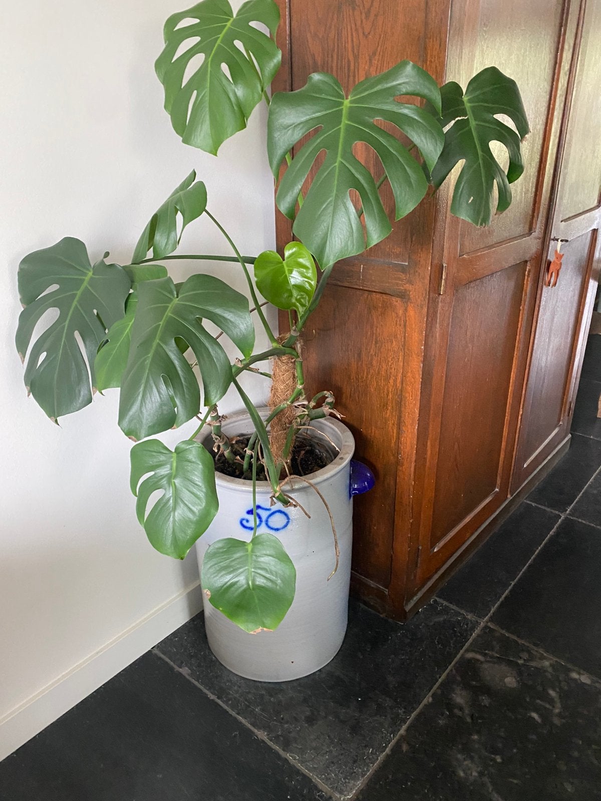 Grote keulse gres pot 50 liter ter decoratie zonder plant, Ophalen