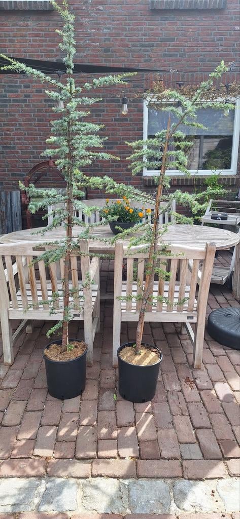 2 hele mooie boompjes, Ophalen of Verzenden, Volle zon, Overige soorten, Minder dan 100 cm