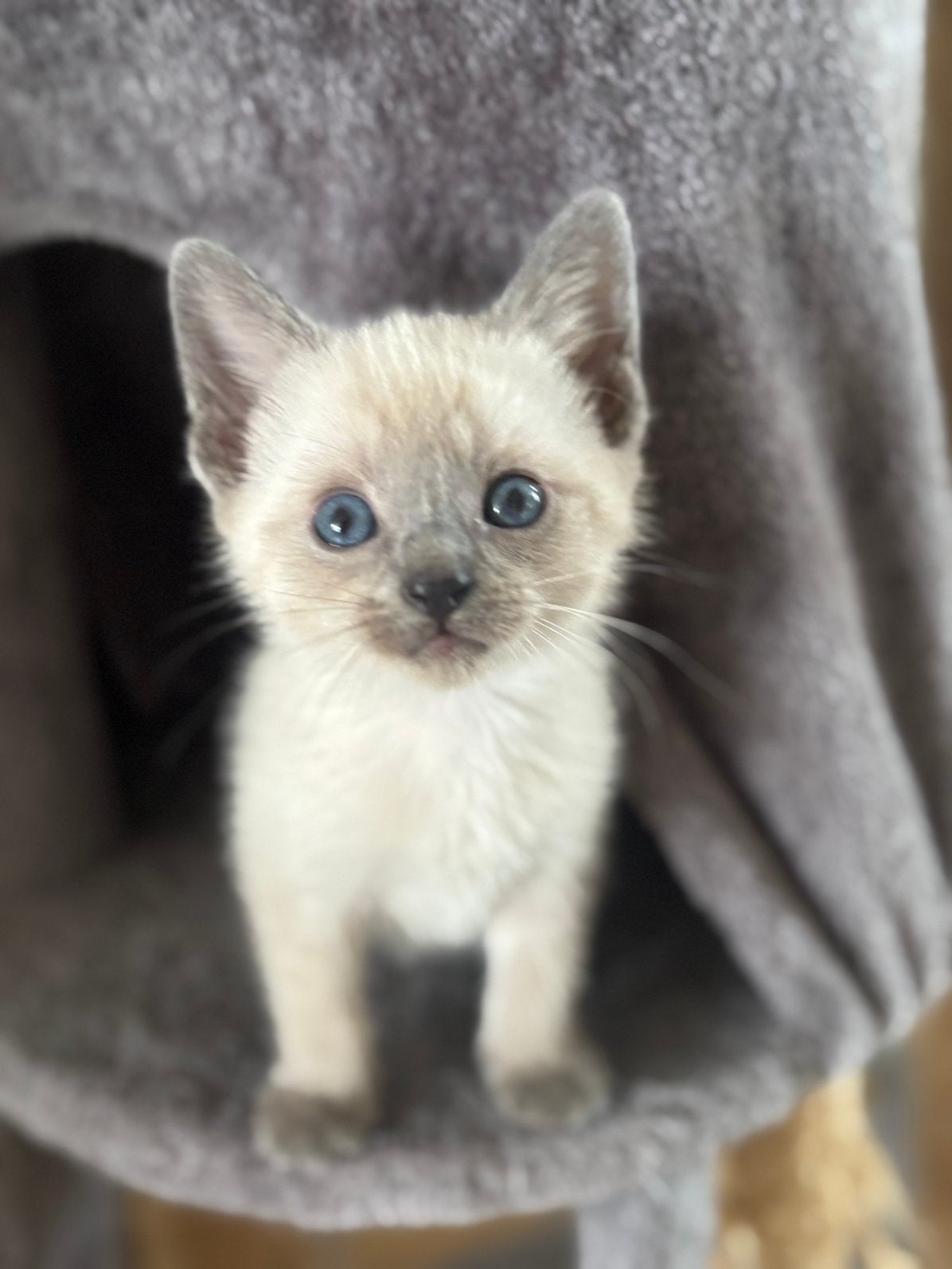 Lieve Siamees kittens te koop, Dieren en Toebehoren, Ontwormd