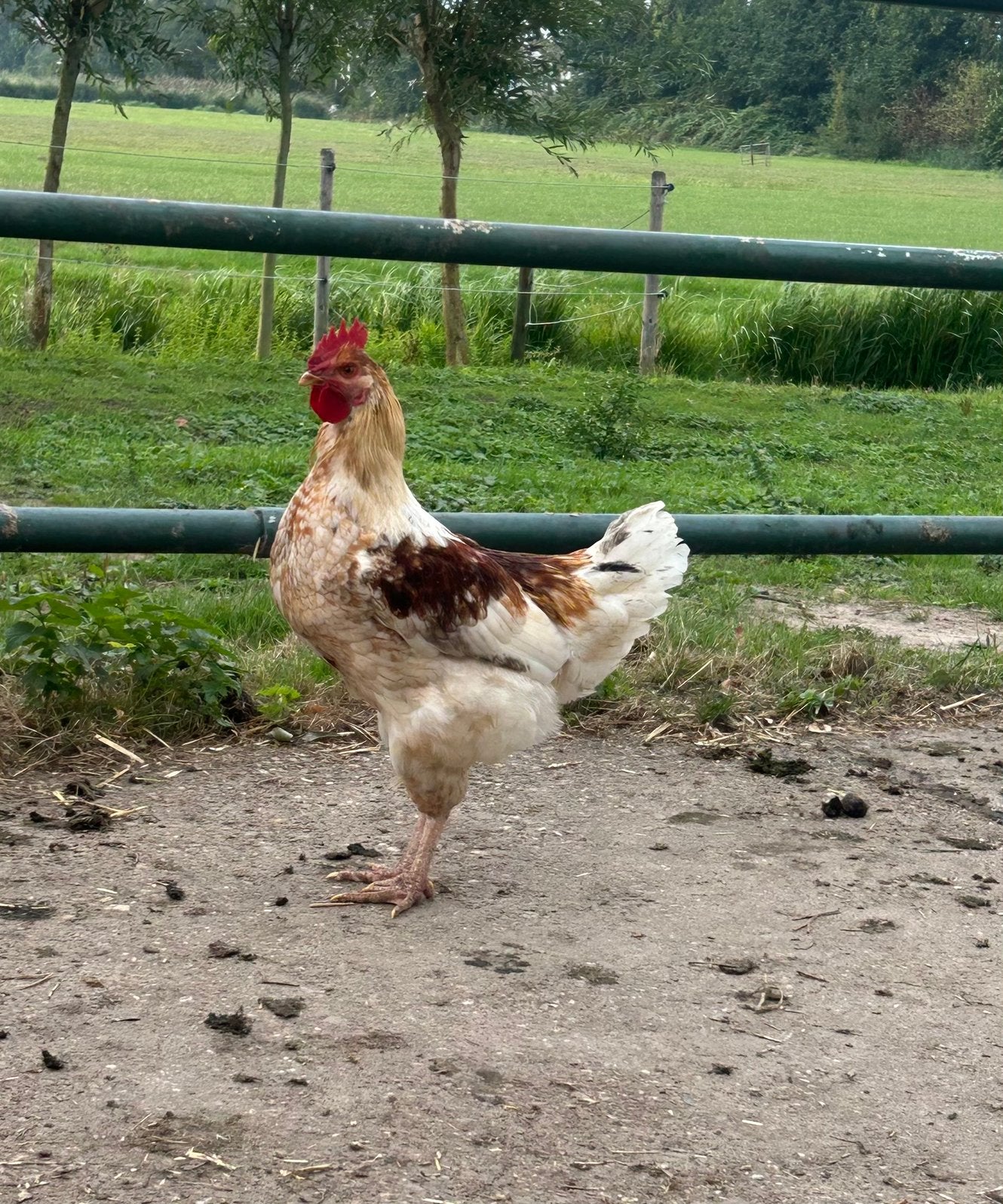 Mooie jonge haan zoekt nieuw plekje, Dieren en Toebehoren, Pluimvee, Mannelijk, Kip