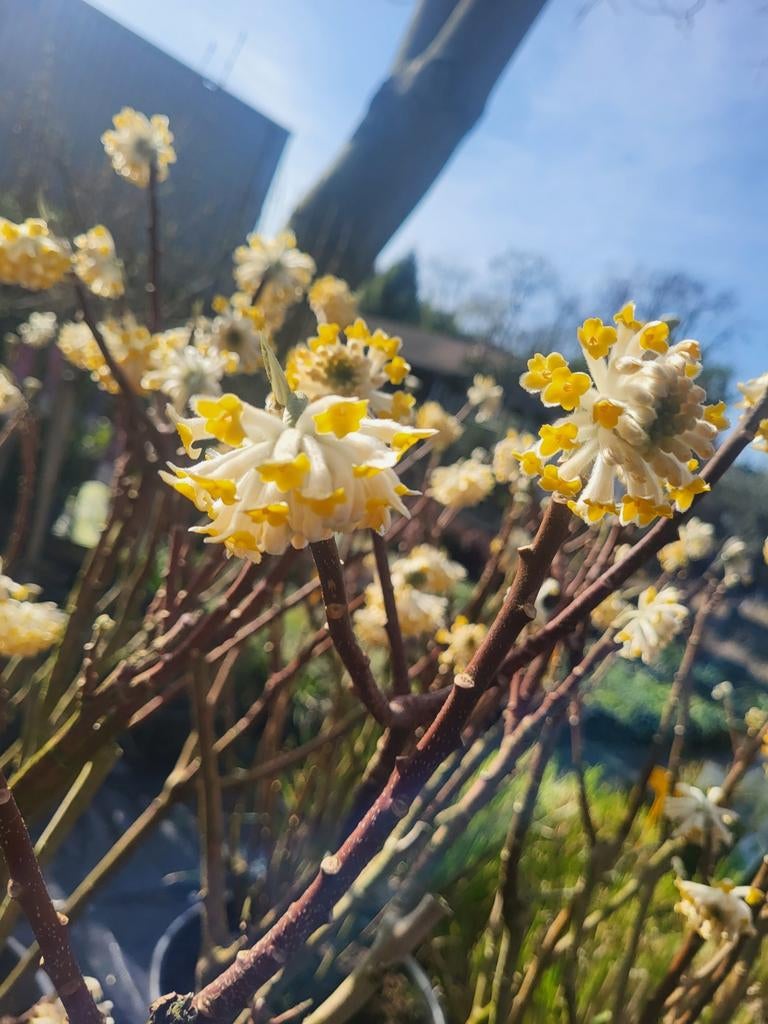 Edgeworthia papierstruik, Ophalen of Verzenden, Minder dan 100 cm