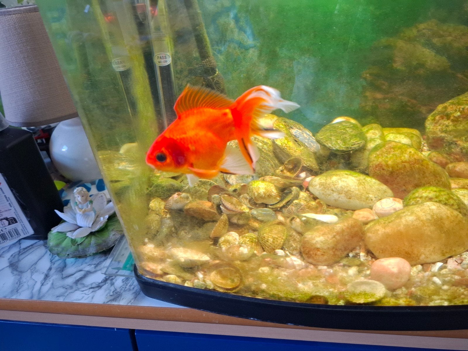 Grote goudvis te koop, Vis