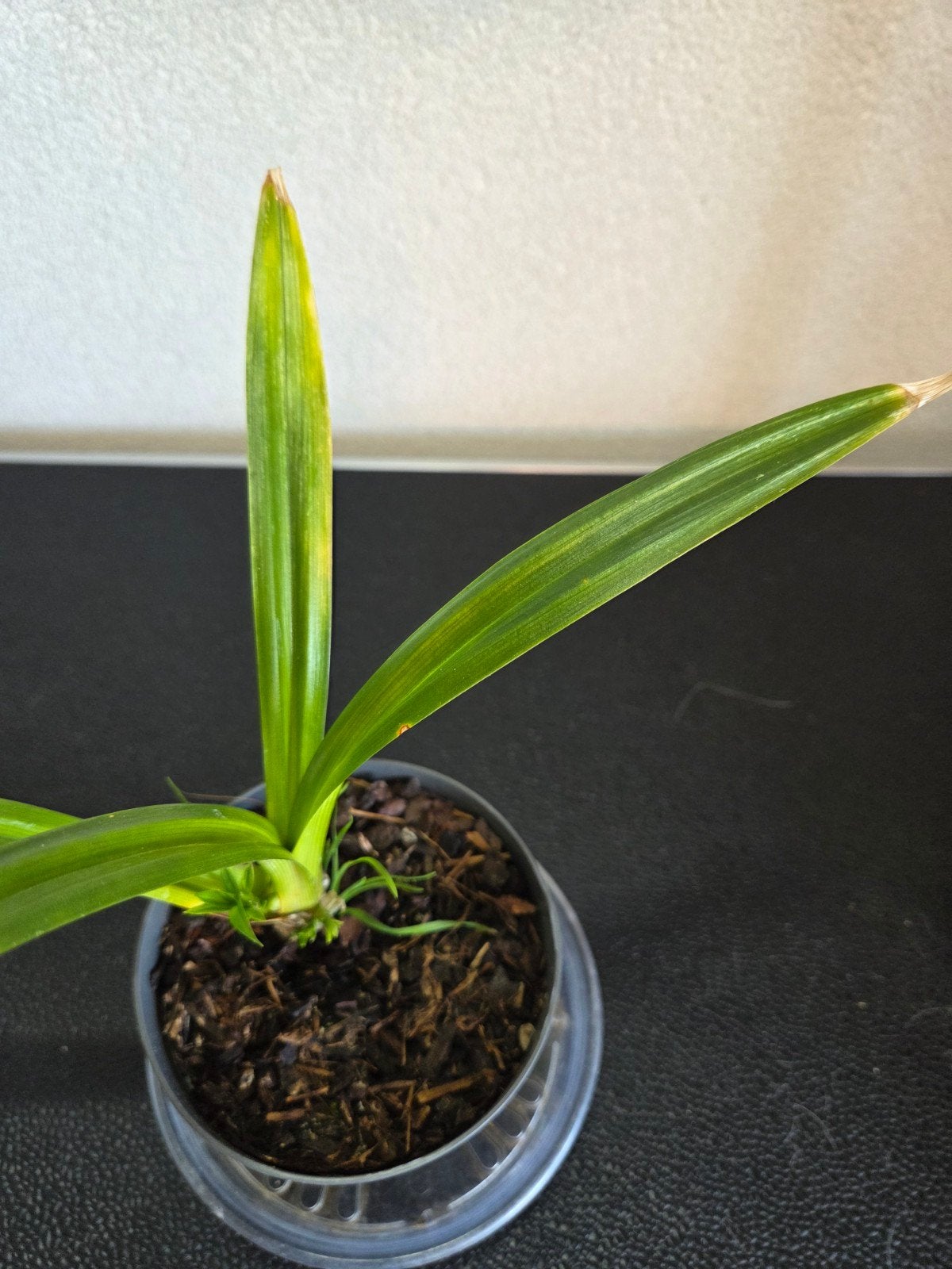 Pandan plant  als smaakmaker voor Aziatische keukens, Tuin en Terras, Planten | Tuinplanten, Ophalen, Overige soorten, Volle zon