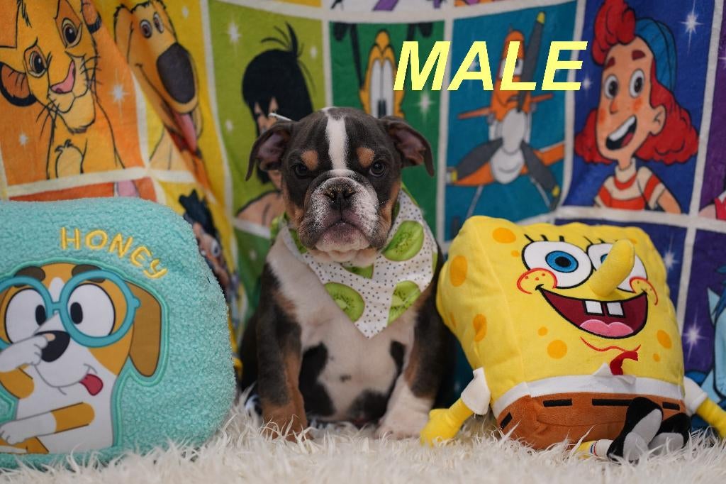 Prachtige en gezonde Engelse Bulldog puppy’s, Dieren en Toebehoren, Reu, 8 tot 15 weken, Buitenland, Parvo