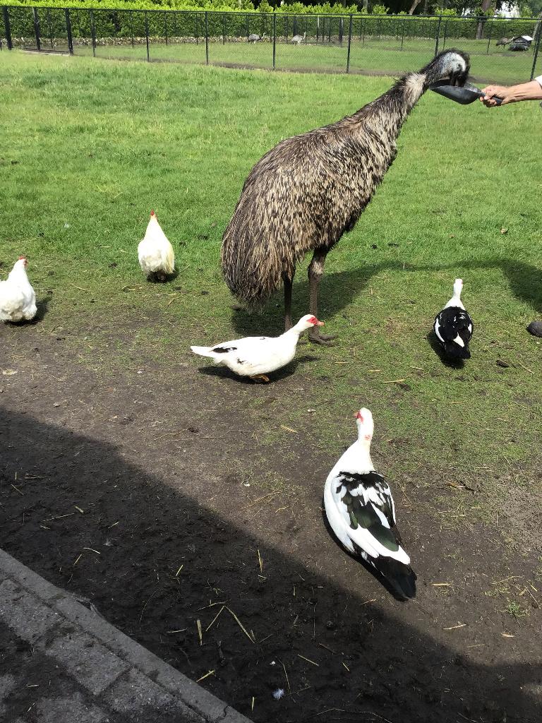Kweekkoppel emoes, Meerdere dieren, Overige soorten