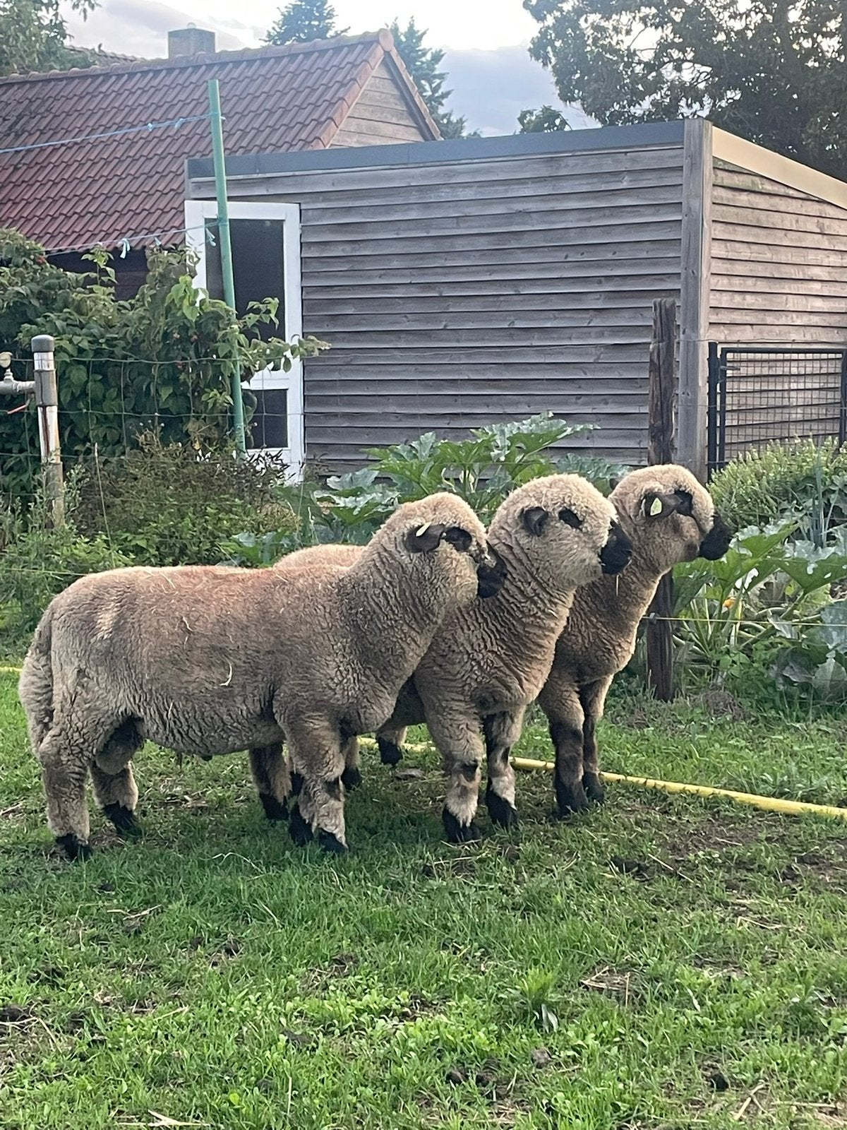 Hampshire Down dekrammen (stamboek), Dieren en Toebehoren, Mannelijk, Schaap