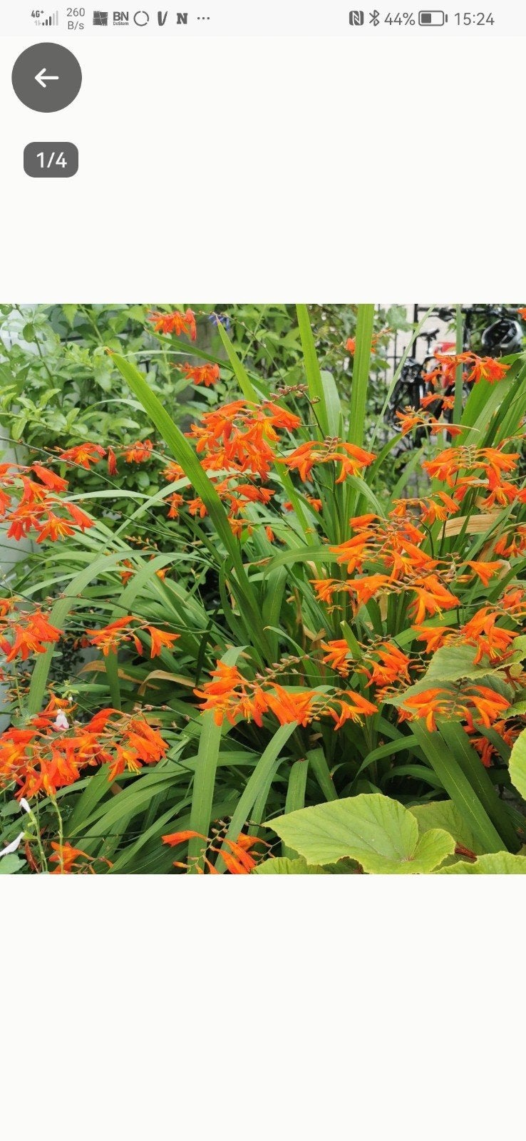 Montbretia /Crocosmia bolletjes ruim  40 stuks, Overige soorten, Volle zon, Vaste plant, Verzenden