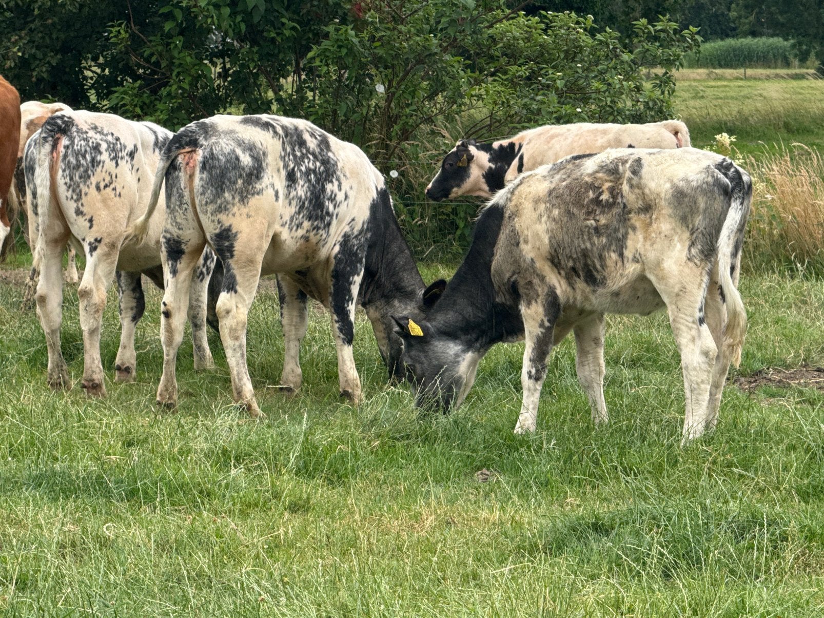 7 blauwe pinken te koop, Dieren en Toebehoren, Runderen, Vrouwelijk