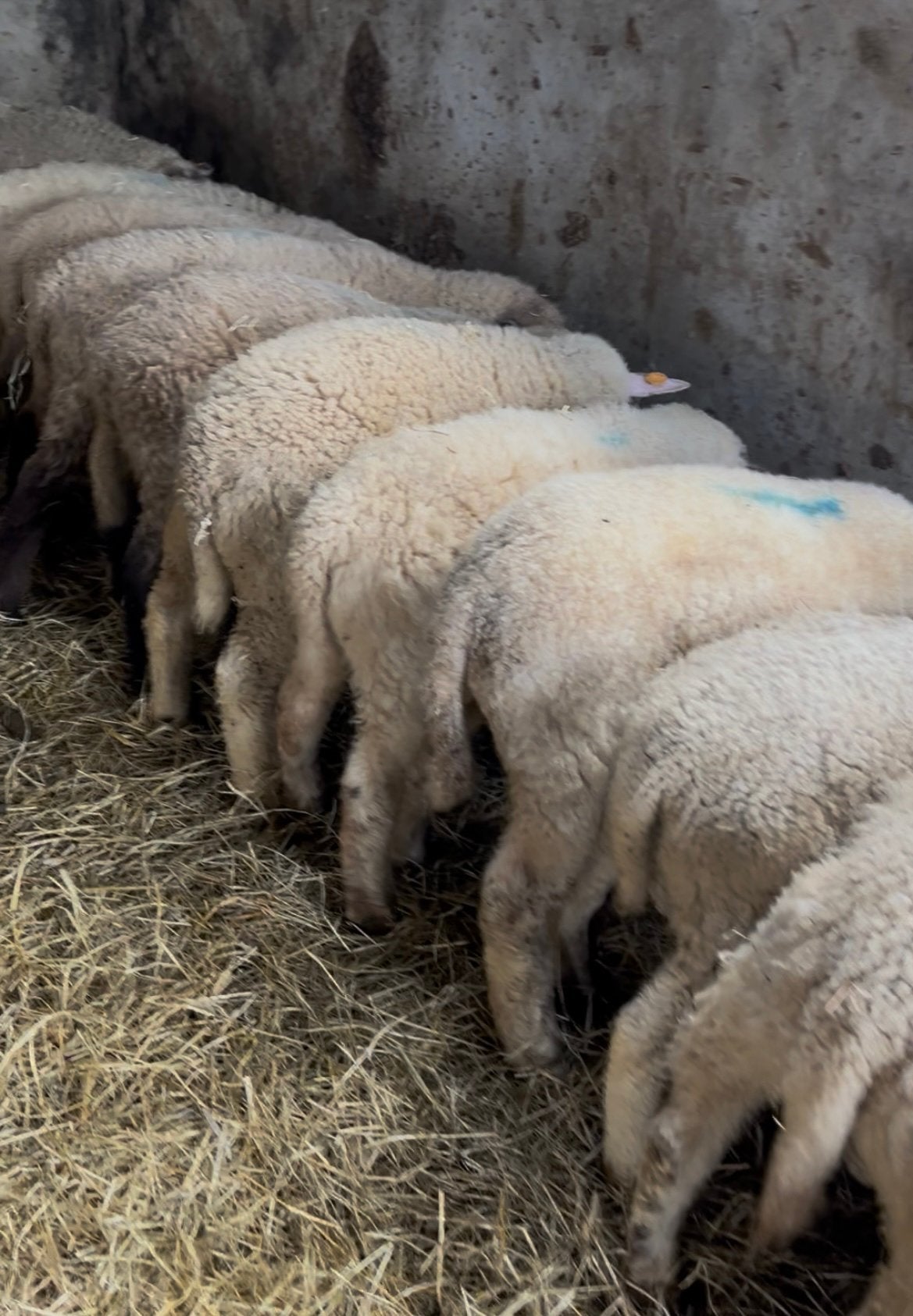Weidelammeren, Dieren en Toebehoren, Mannelijk, Geit
