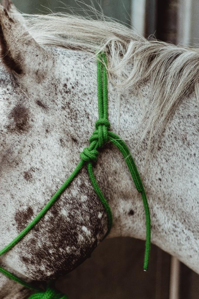 Handgeknoopt touwhalster voor paarden en pony's, Ophalen of Verzenden, Nieuw