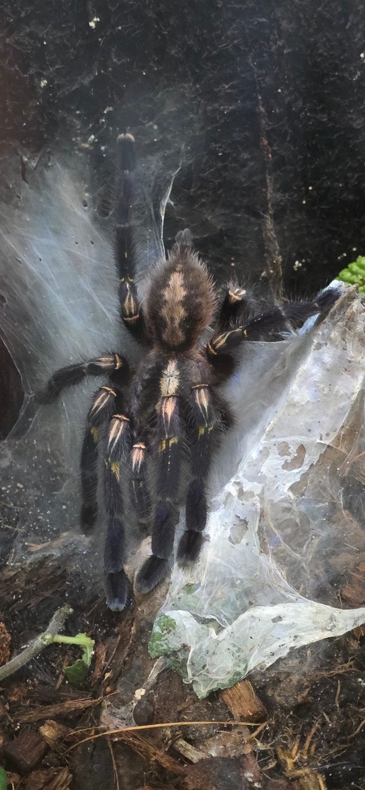 Poecilotheria metallica volwassen man