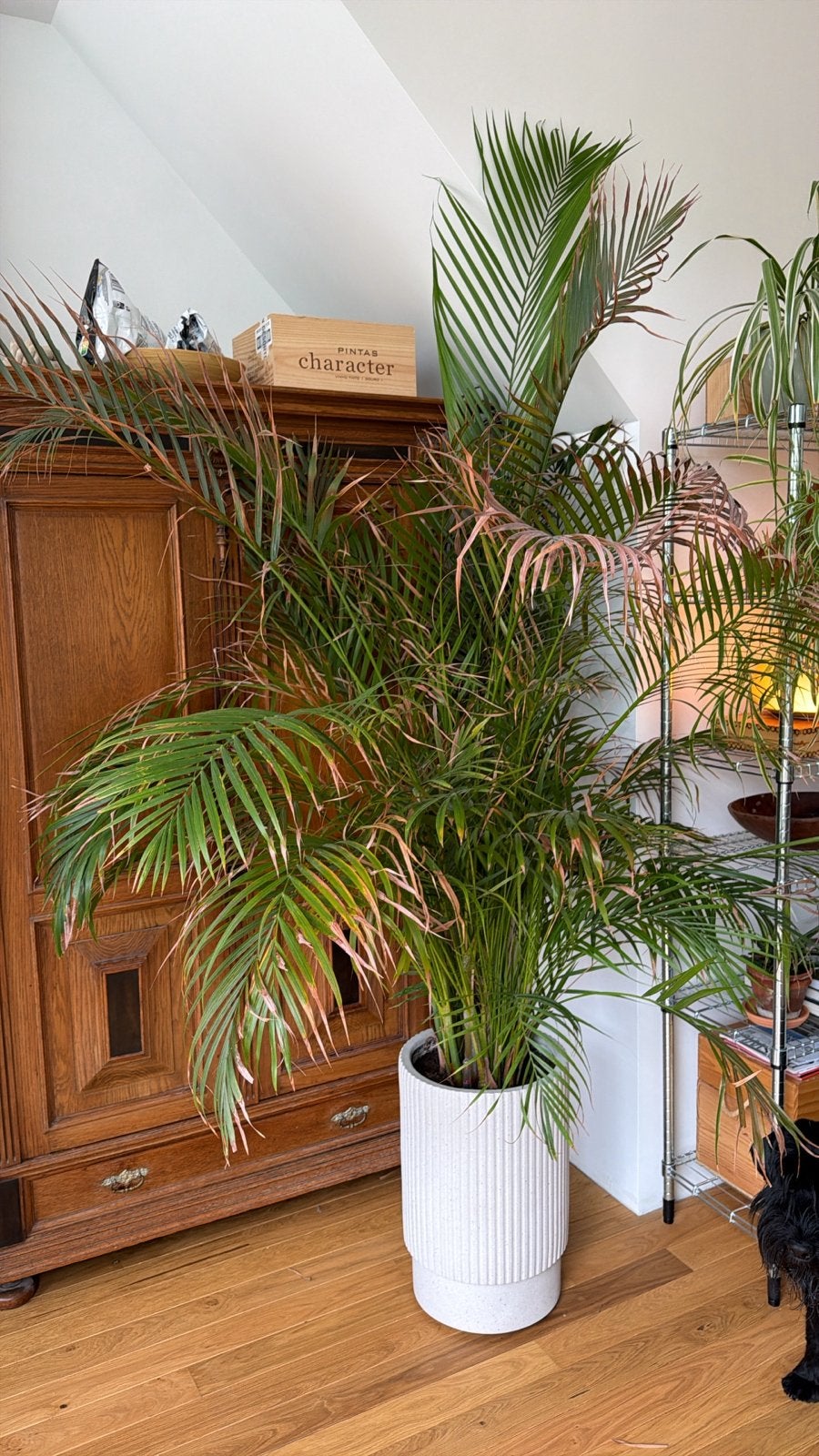 Grote XXL Palmplant zonder pot, Huis en Inrichting, Ophalen, Palm, Halfschaduw, 150 tot 200 cm