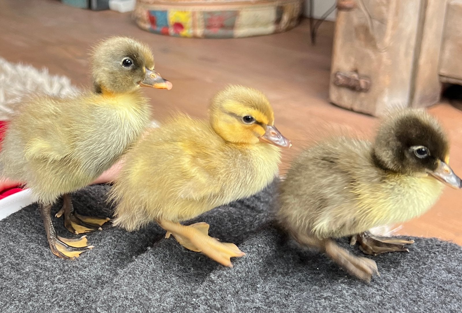 Indische Loopeen pulletjes 2 voor 10,-, Dieren en Toebehoren, Meerdere dieren, Eend