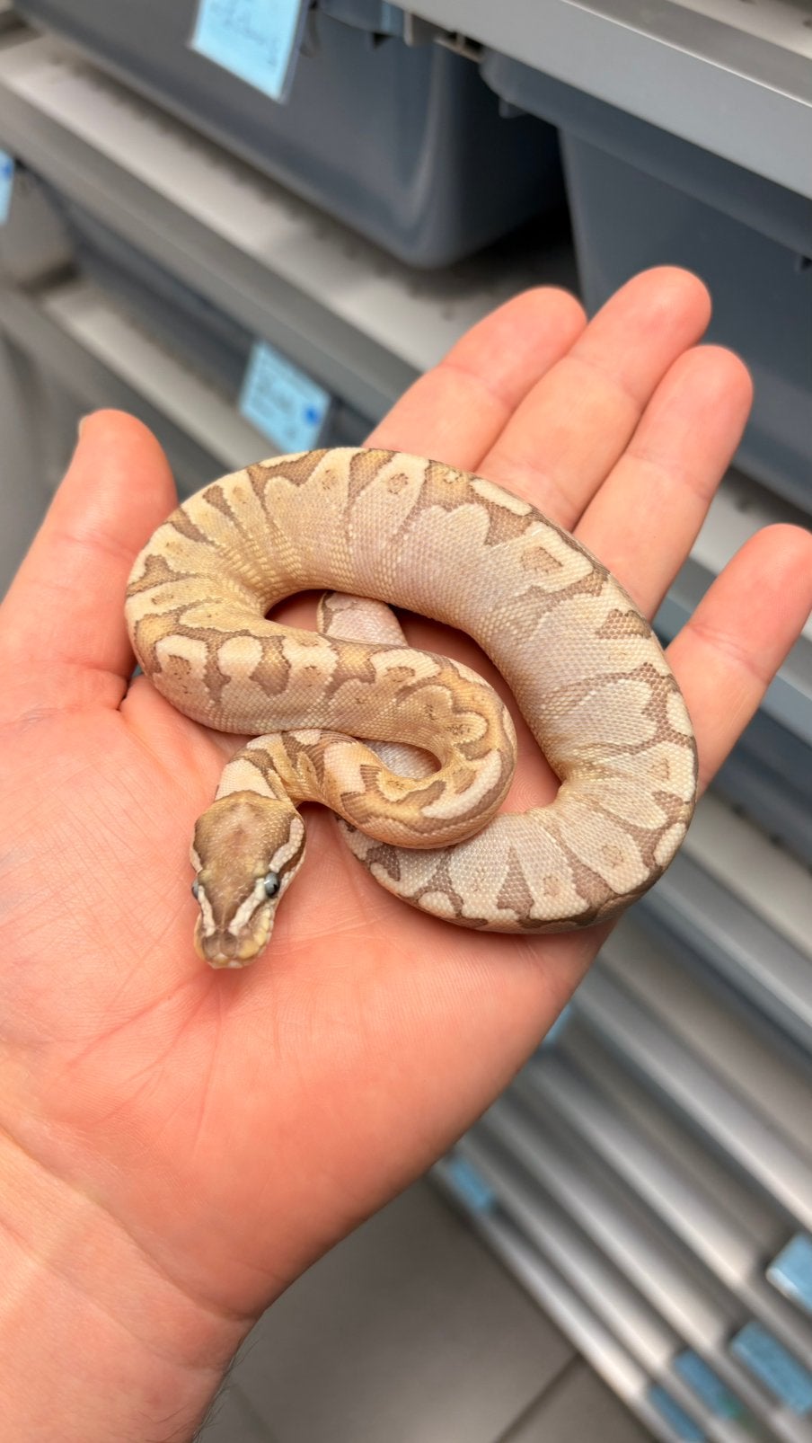 Bamboo enchi red stripe 100% desert ghost ball python, Slang, 0 tot 2 jaar