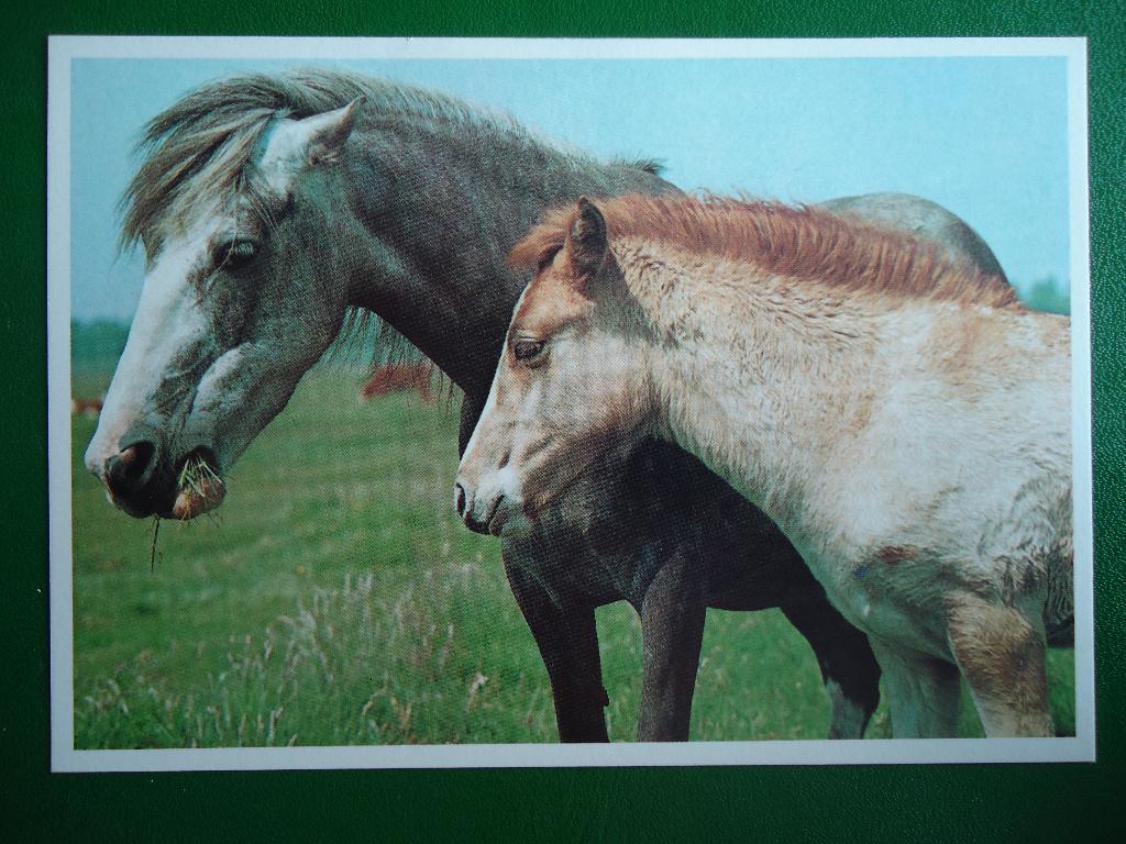 (1315) Dierenkaart: PAARDEN, Verzenden, 1960 tot 1980, Ongelopen, Paard
