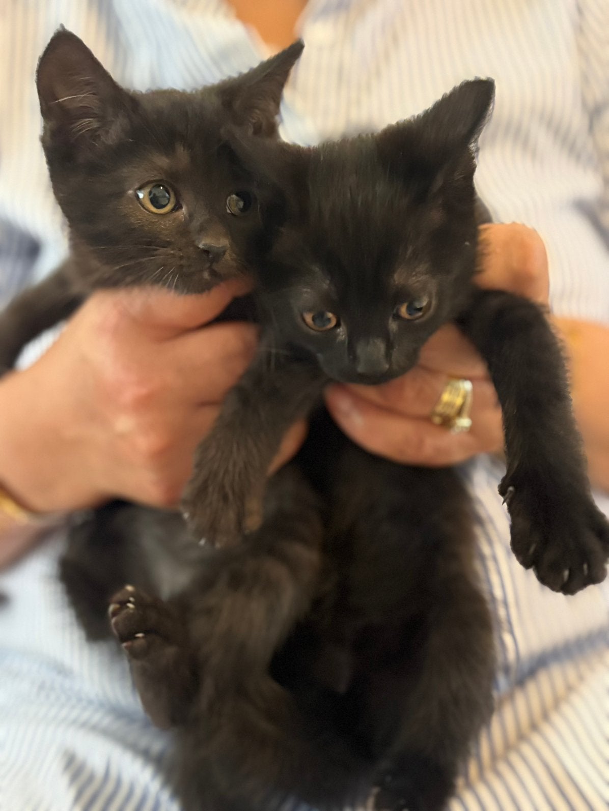 2 britse korthaar kittens, Meerdere dieren, Ontwormd