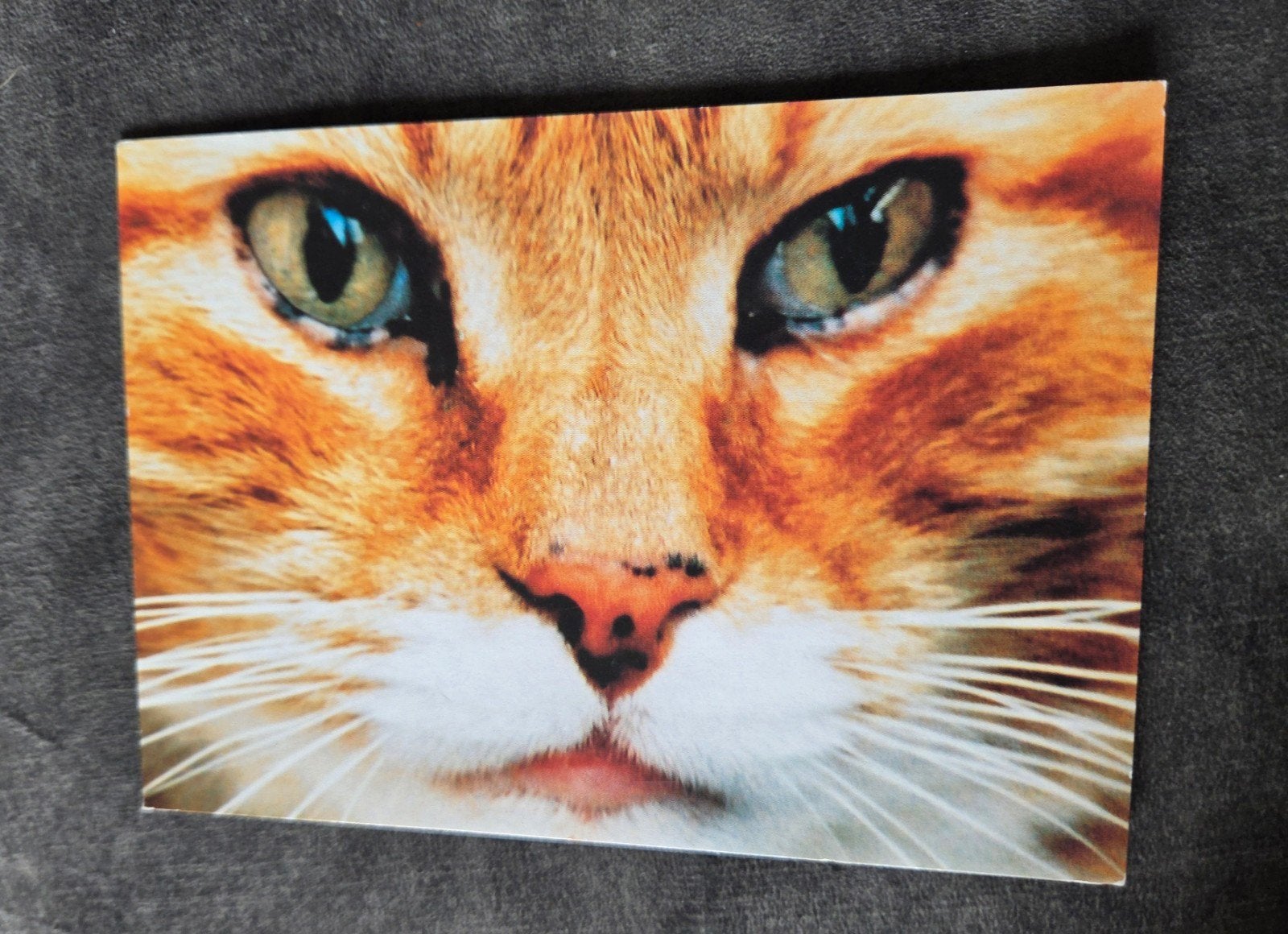 Rode Kat met Groene Ogen, Verzenden, 1980 tot heden, Gelopen, Hond of Kat
