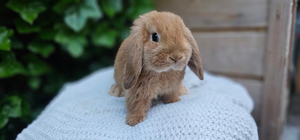 Prachtige oranje NHD konijntjes, Meerdere dieren, Klein, Hangoor, 0 tot 2 jaar