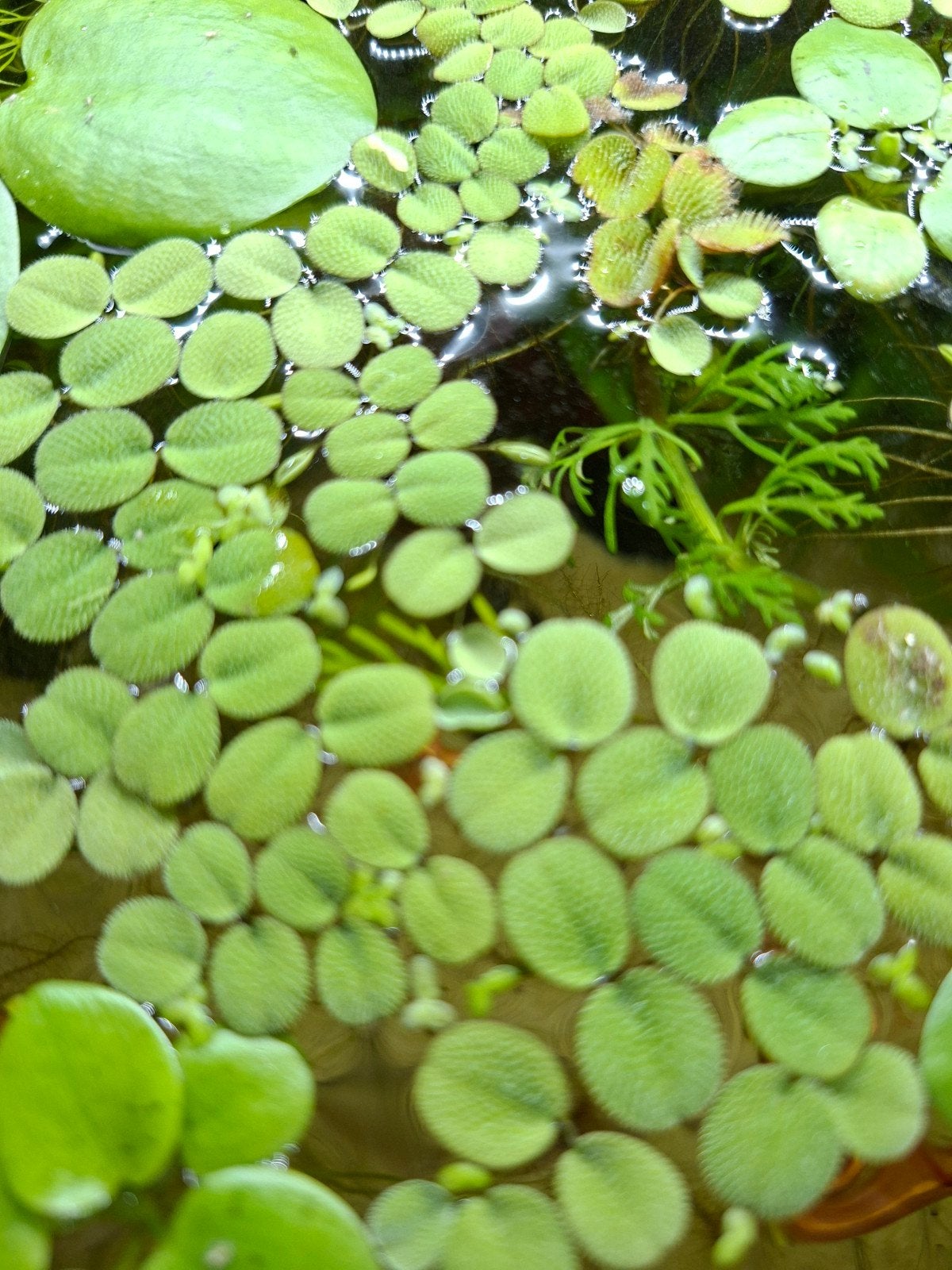 salvinia Minima | vlotvaren, Ophalen, Nieuw, Plant(en), Steen of Hout