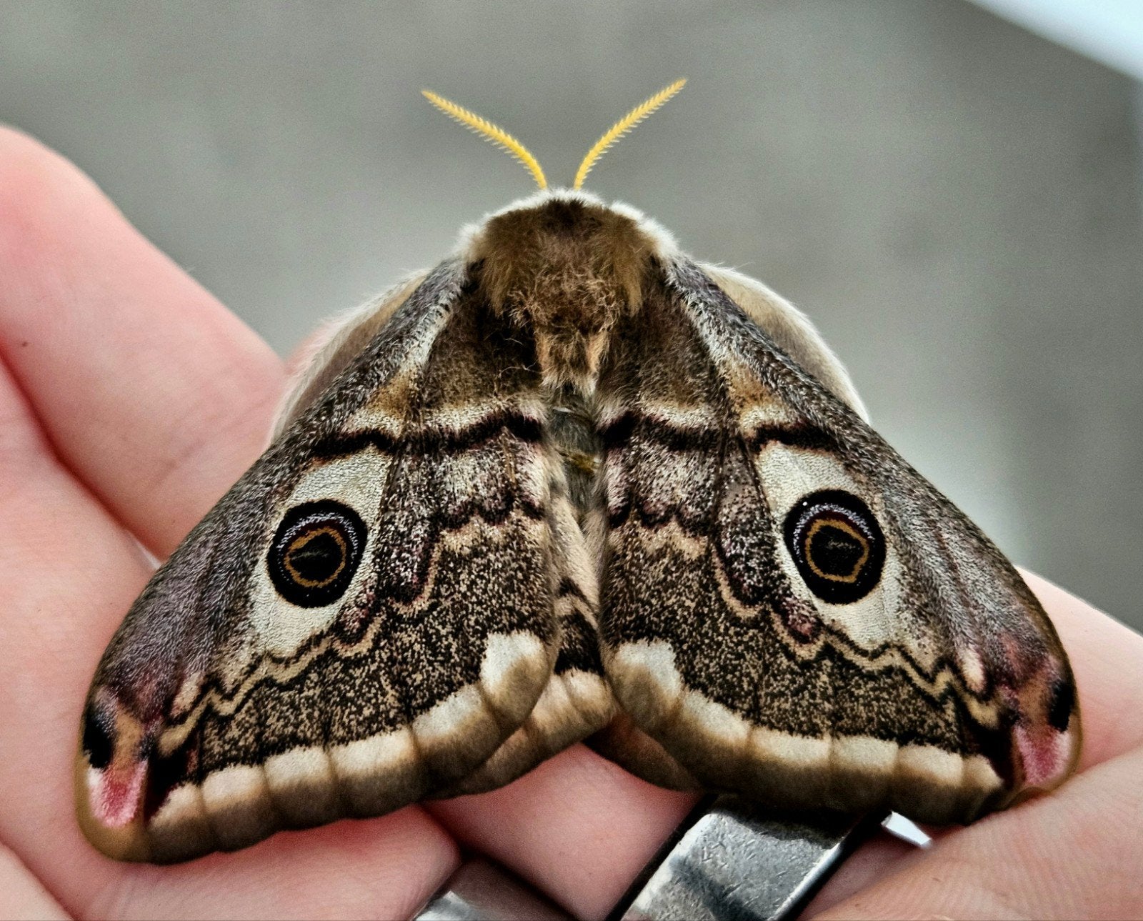 Saturnia pavonia (Nachtpauw oog) poppen, Dieren en Toebehoren, Insecten en Spinnen, Vlinders of Rupsen