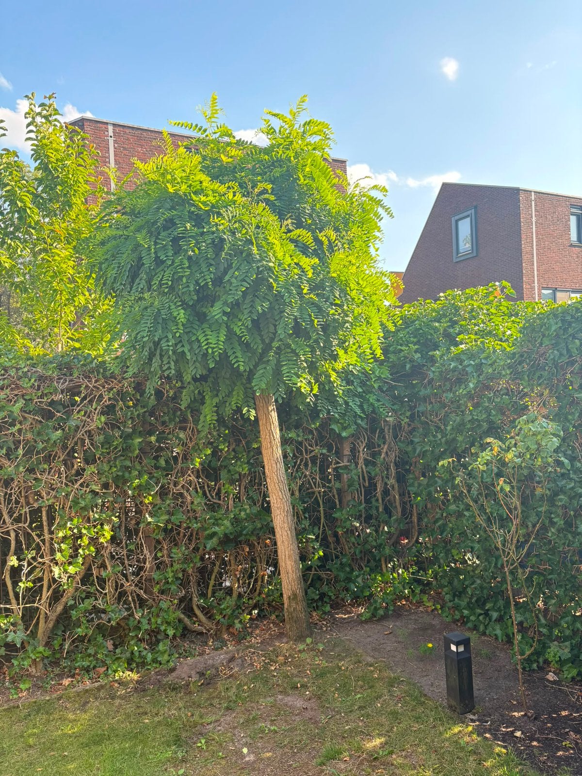 Bolacacia (Robinia), Tuin en Terras, Planten | Bomen, Lente, 250 tot 400 cm, Ophalen, Volle zon