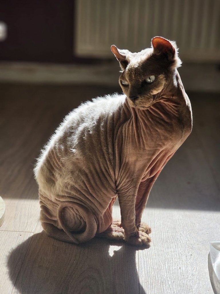 Prachtige poes Lolita zoekt haar thuis!, Poes, Gechipt, 6 jaar of ouder