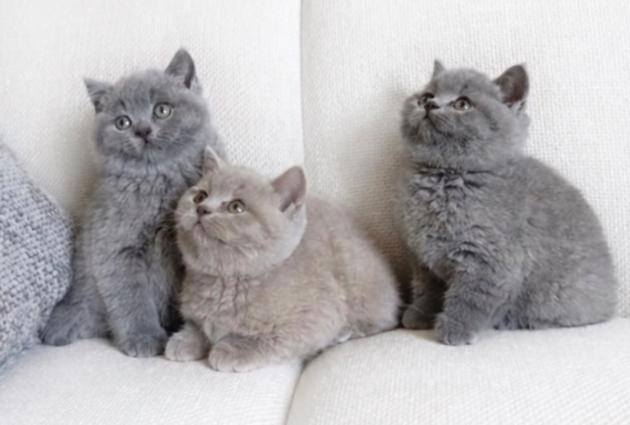 Britse Korthaar kittens, Meerdere dieren, Ontwormd, 0 tot 2 jaar