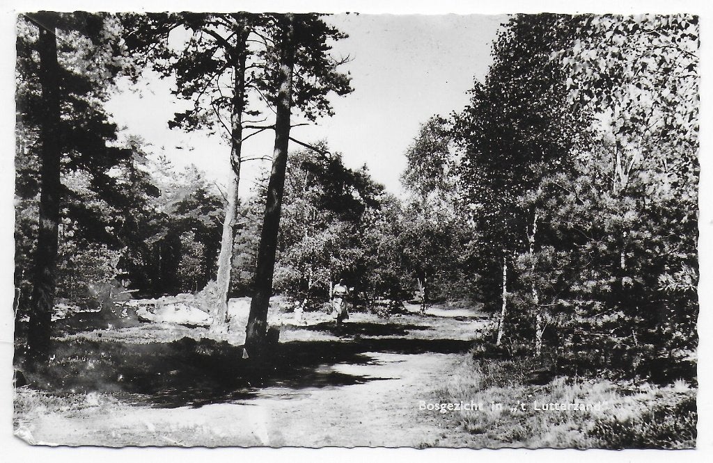 Lutterzand Bosgezicht Ansichtkaart uit 1962 ( B8184), Ophalen of Verzenden, 1960 tot 1980, Gelopen