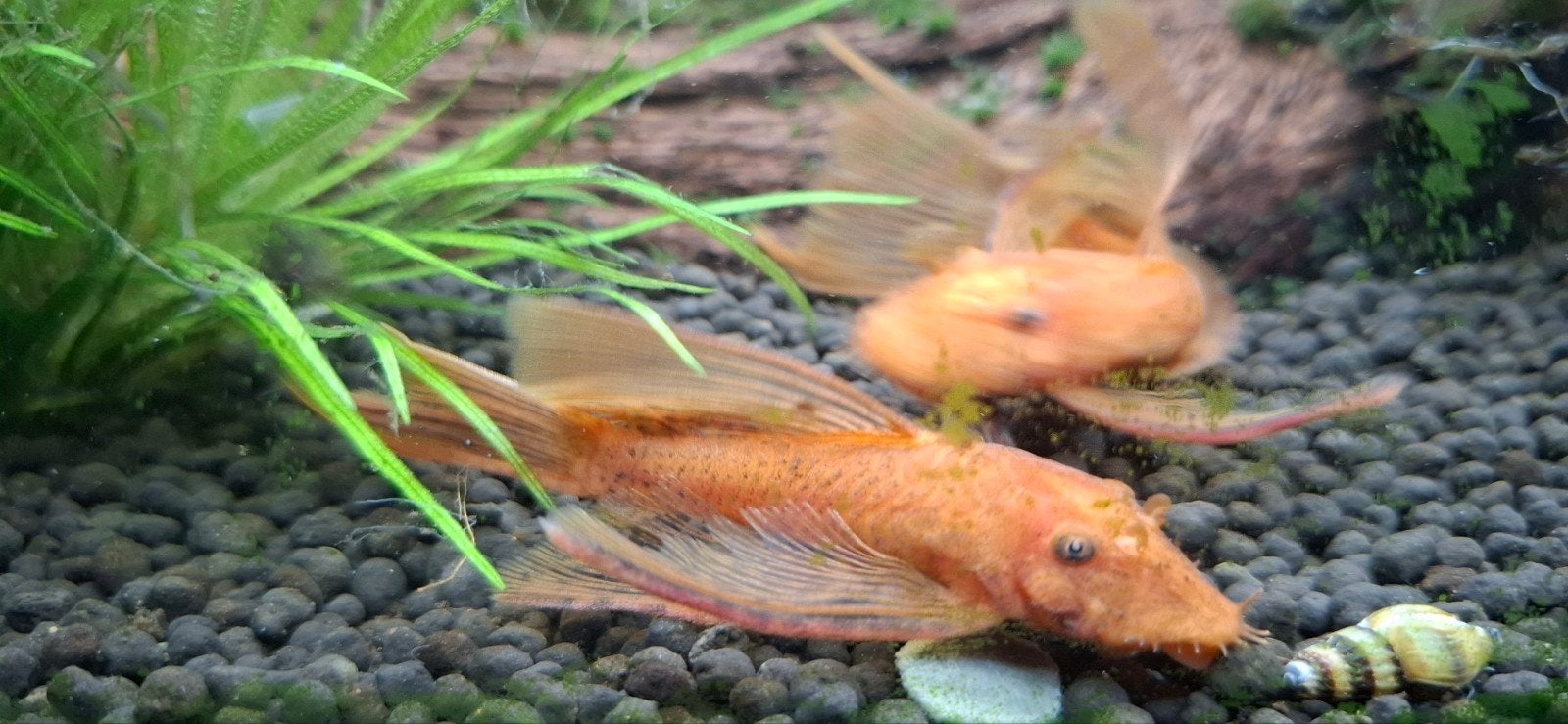 !GEZOCHT! Ancistrus super red longfin VROUW, Vis
