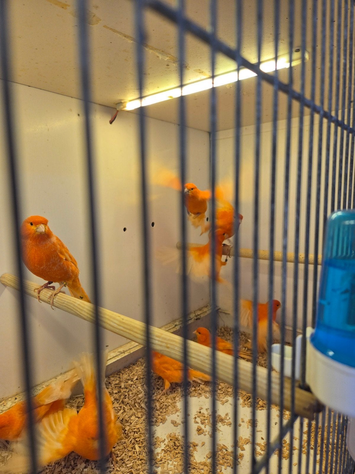 Rode kanaries, Meerdere dieren, Kleurkanarie