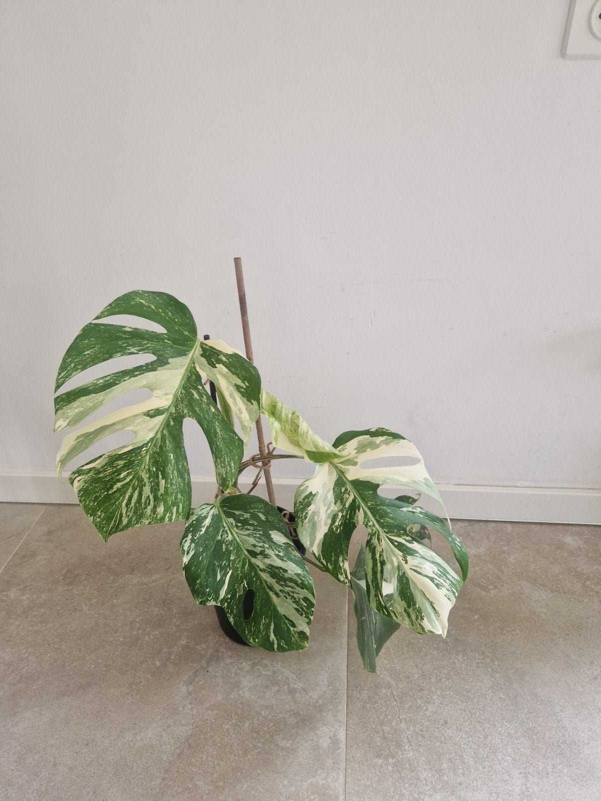 Monstera Deliciosa Variegata - Prachtige Kamerplant, Vaste plant, Bloeit niet, Halfschaduw, Ophalen