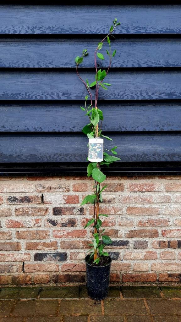 Clematis wilde Kamperfoelie Lonicera periclymenum 🌿, Ophalen, Overige soorten, Minder dan 100 cm