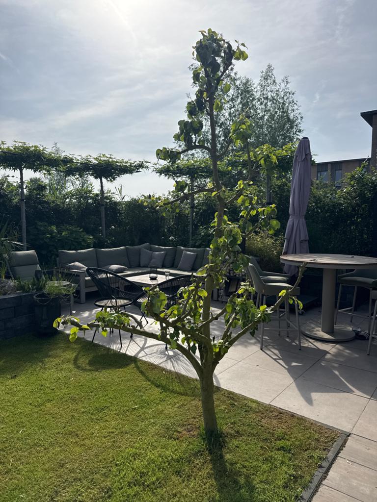 Perenboom 240 cm stam 10 cm omtrek, Tuin en Terras, Planten | Bomen, Ophalen, Volle zon, Overige soorten, 100 tot 250 cm