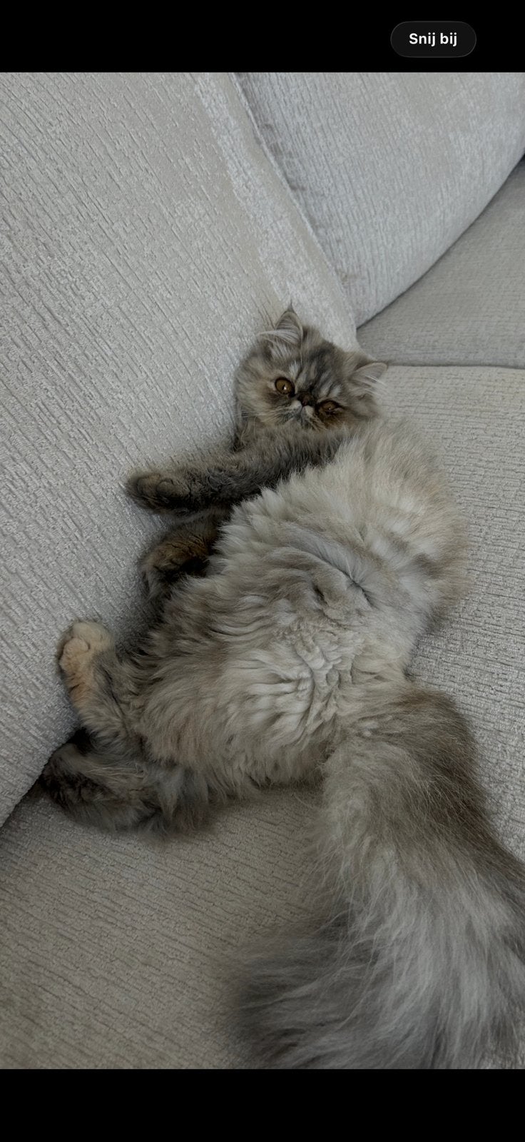 Perzische langhaar, Poes, Langharig, 0 tot 2 jaar