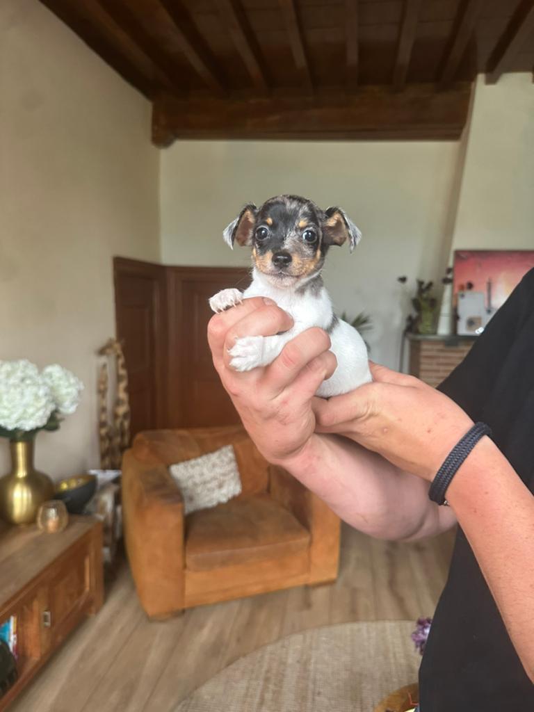 Leuk jack russel reutje!, Dieren en Toebehoren, Parvo, Jack Russell Terriër, 8 tot 15 weken, Meerdere dieren