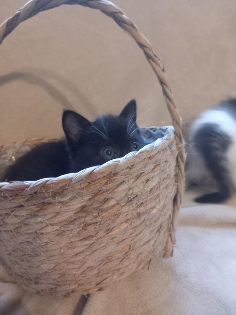 2 vrolijke kittens te koop, Dieren en Toebehoren, Meerdere dieren