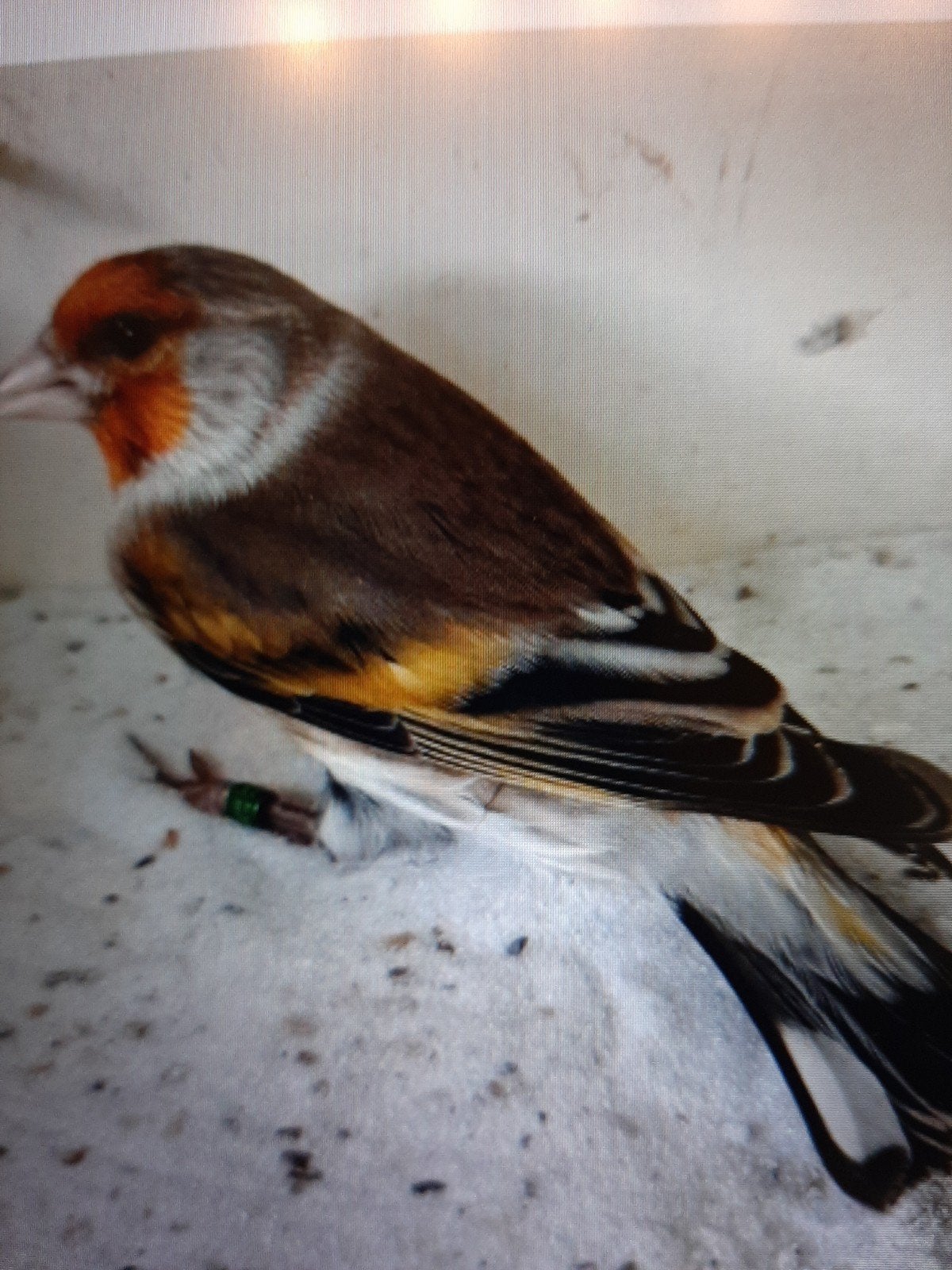 t.k. twee mooie bastaard majoor putters/kanarie 2025, Dieren en Toebehoren, Mannelijk, Bastaard