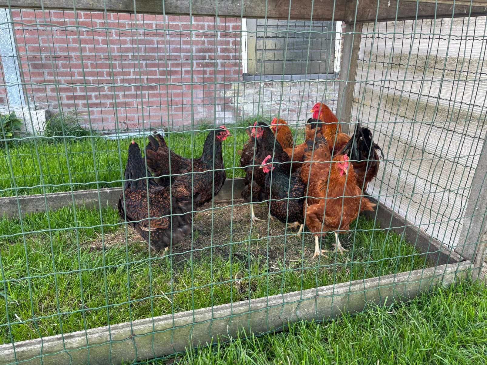 4 dubbelgezoomde barnevelder hennen!, Vrouwelijk, Kip