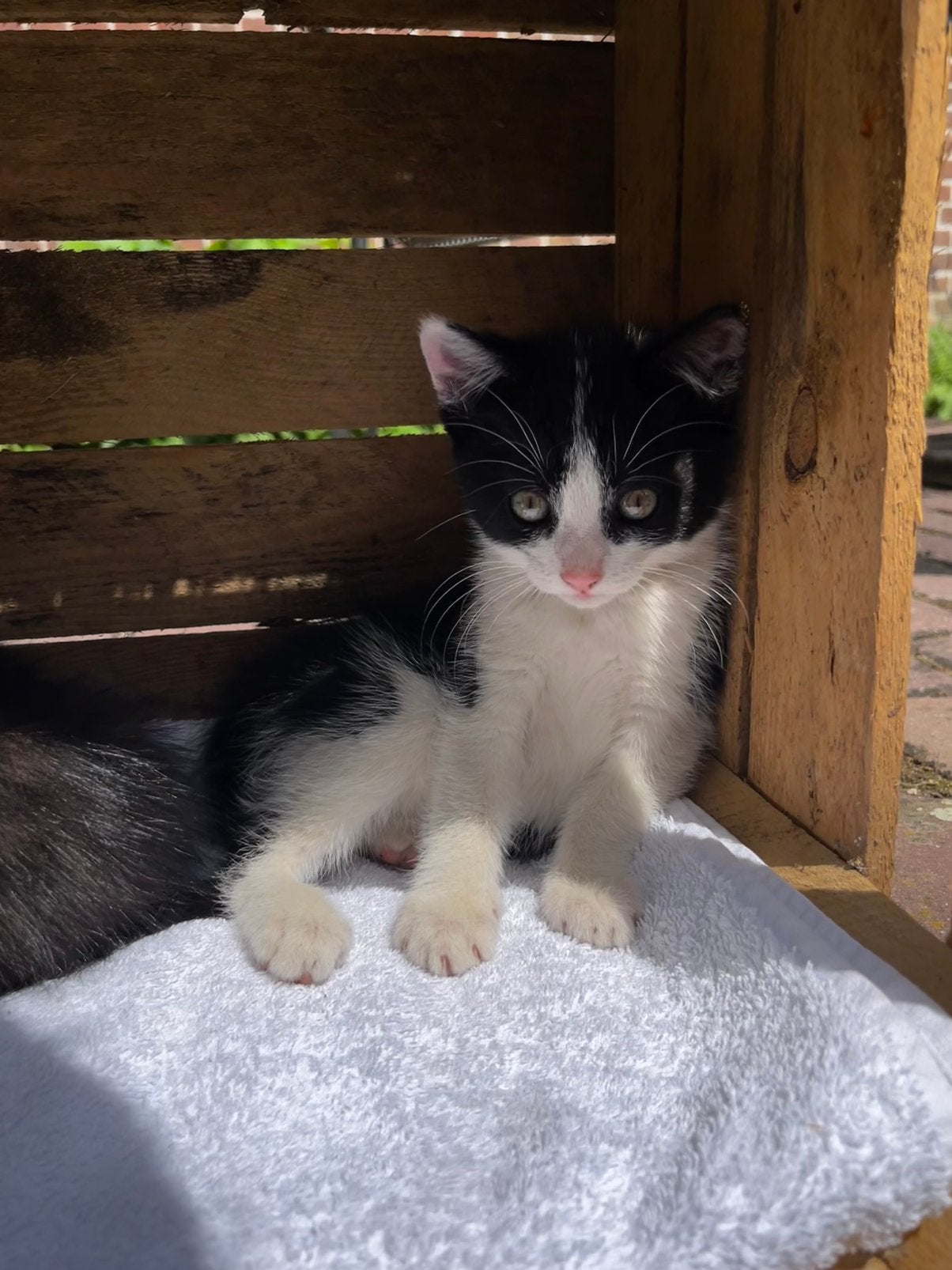 Boerderij kittens, Dieren en Toebehoren, Meerdere dieren
