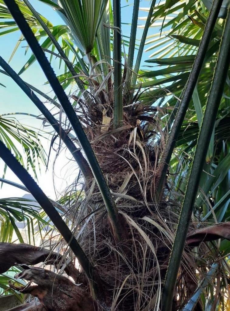 Trachycarpus Fortunei Winterharde Palmboom, Volle zon, Vaste plant, Lente, Ophalen
