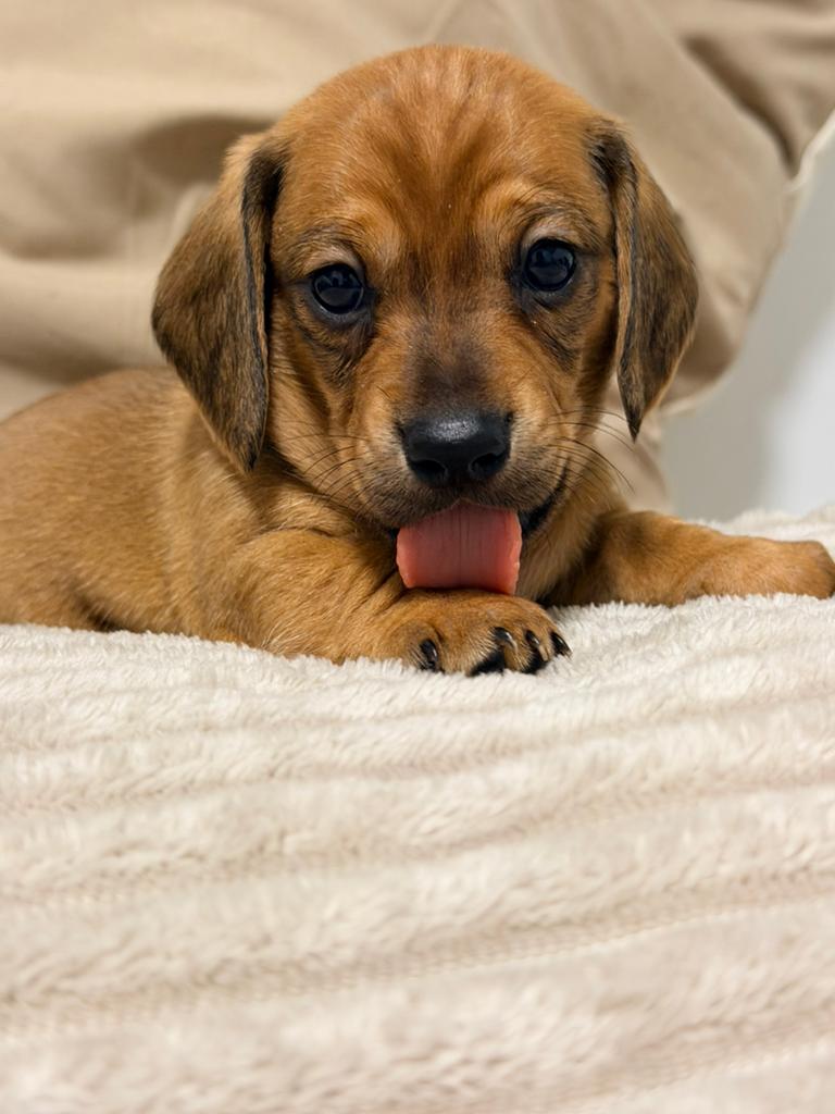 Red/cream teckels, Parvo, 8 tot 15 weken, Korthaar, Dwerg