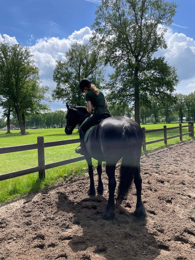 Bijrijder/verzorger aangeboden, Dieren en Toebehoren, Ophalen