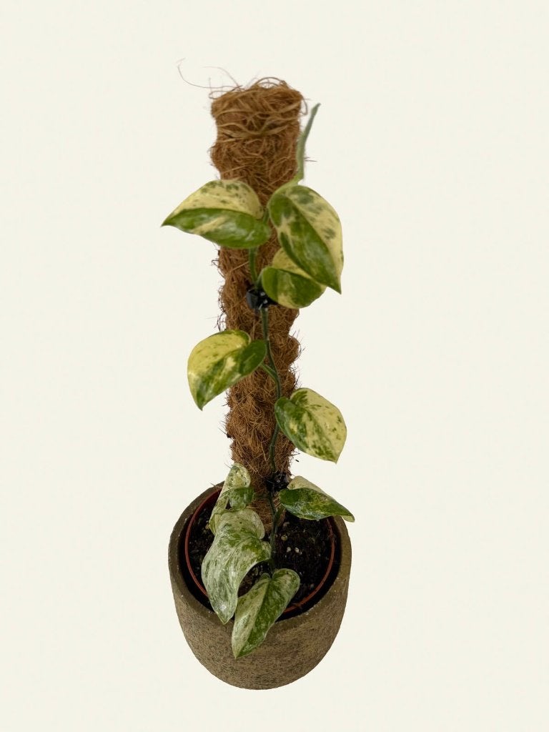 Scindapsus Marble Queen, Huis en Inrichting, Kamerplanten, Ophalen of Verzenden, Halfschaduw, Minder dan 100 cm