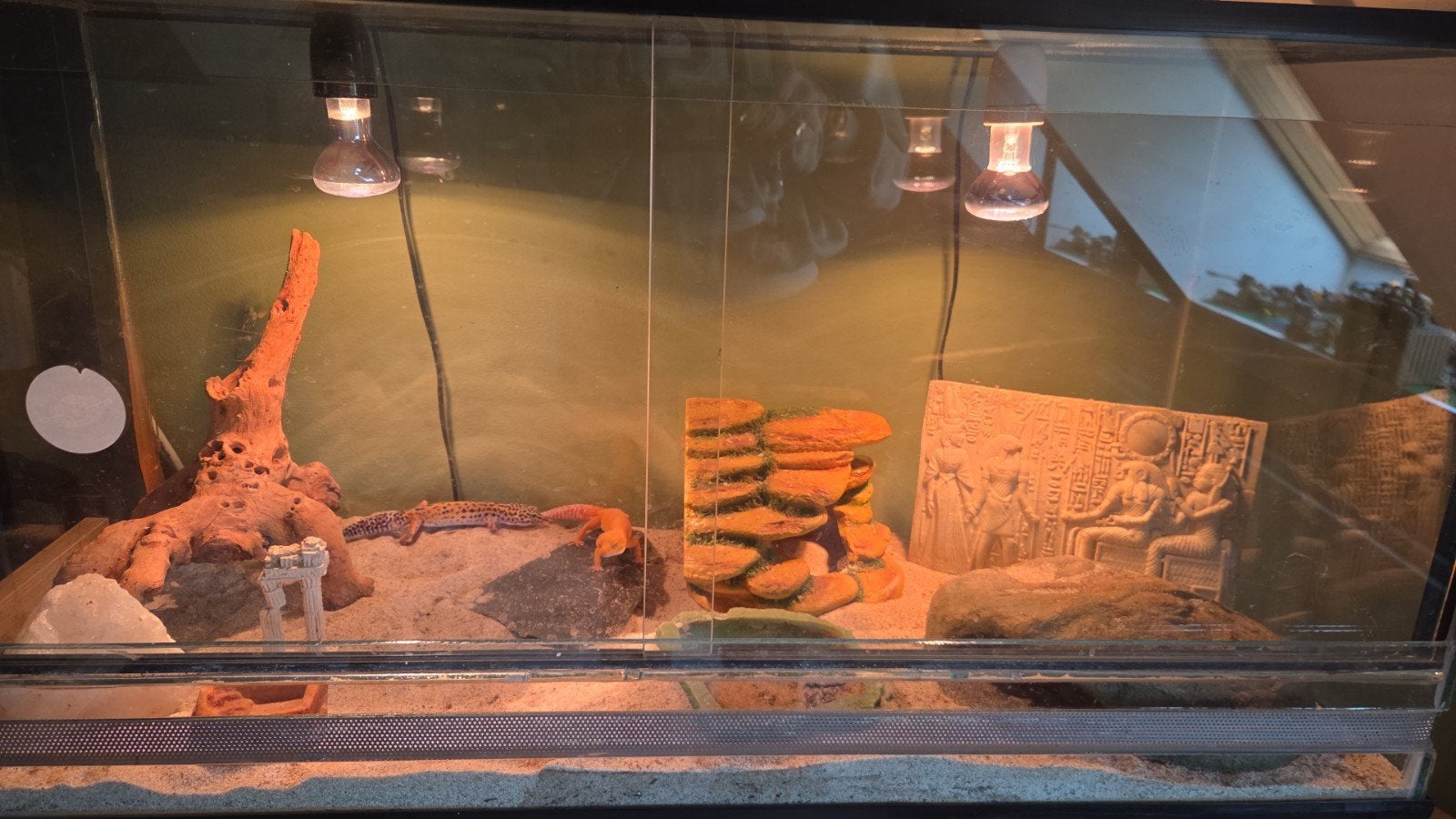 luipaard gekko's, Hagedis, Met terrarium, 0 tot 2 jaar