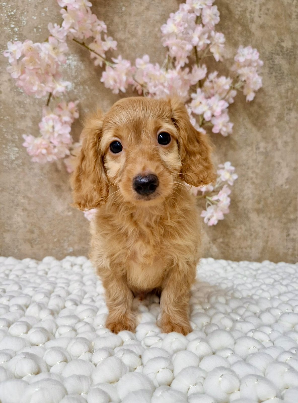 Teckel x poedel pups, Dieren en Toebehoren, Honden | Chihuahua's en Gezelschapshonden, Parvo, Nederland, Overige rassen, 8 tot 15 weken