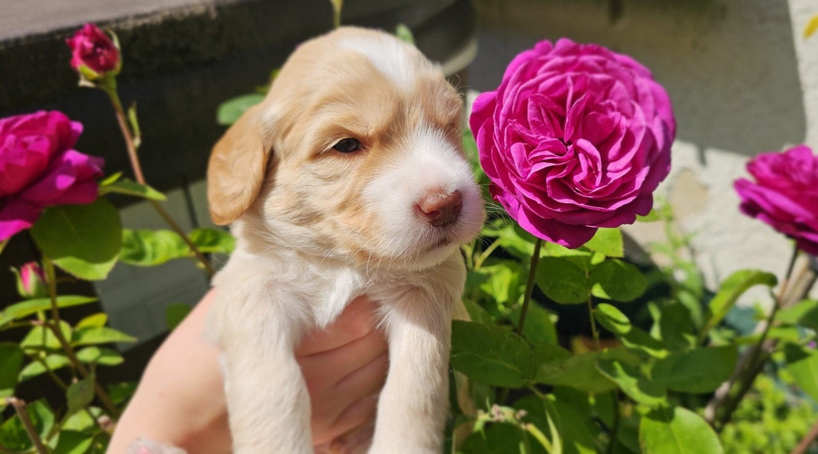 Australian Labradoodle puppy's Pure-AL stamboom ALAEU, Parvo, Nederland, Overige rassen, 8 tot 15 weken