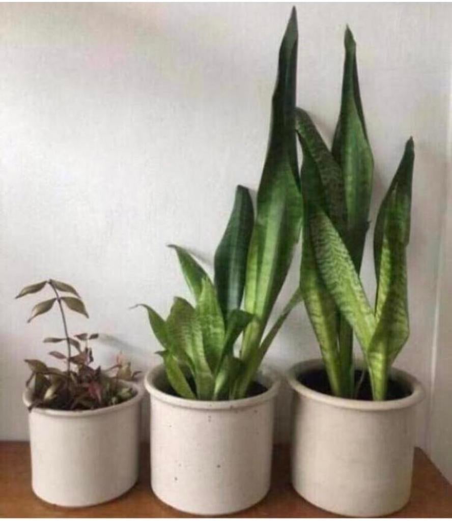 Leuke terracotta bloempotten bio kamerplanten vintage ‘60, Binnen, Ophalen of Verzenden, Zo goed als nieuw, Overige vormen
